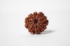 8 Mukhi Rudraksha