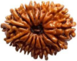 15 mukhi rudraksha