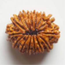 14 mukhi rudraksha