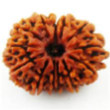 13 Mukhi rudraksha