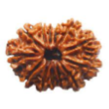 12 Mukhi Rudraksha