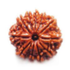 11 Mukhi Rudraksha