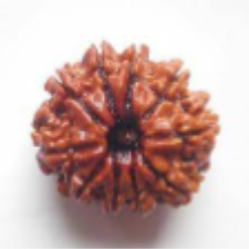 10 Mukhi Rudraksha